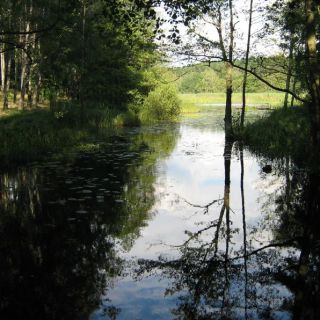 Widoczek
